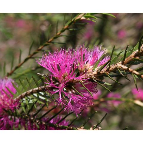 Melaleuca wilsonii
