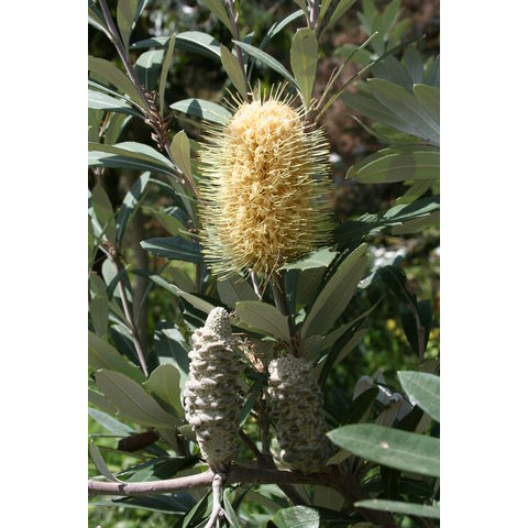 Banksia integrifolia

