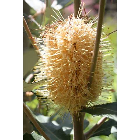 Banksia integrifolia
