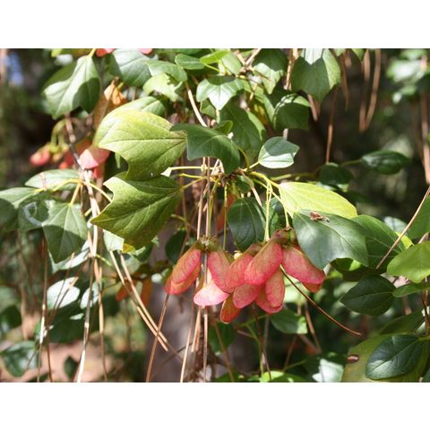 Acer paxii
