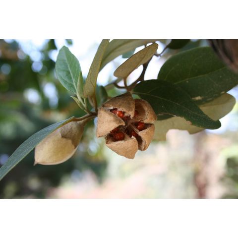 Lagunaria patersonii
