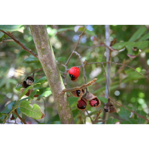 Alectryon excelsum
