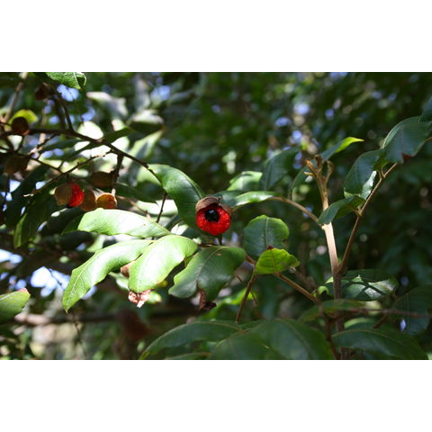 Alectryon excelsum
