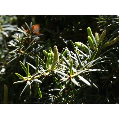 Podocarpus totara
