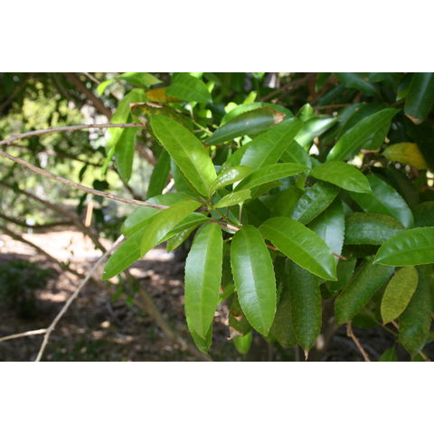 Melicytus ramloros
