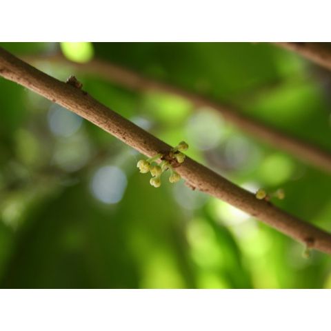 Melicytus ramloros
