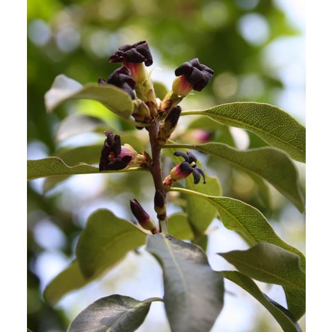 Pittosporum tenuifolium
