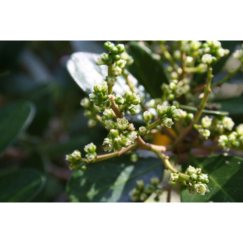 Corynocarpus laevigata
