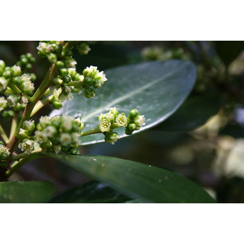 Corynocarpus laevigata
