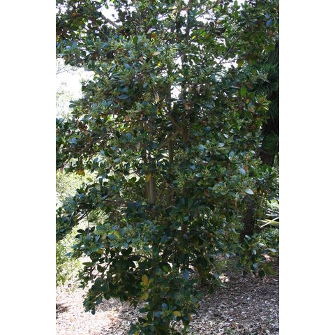 Corynocarpus laevigata
