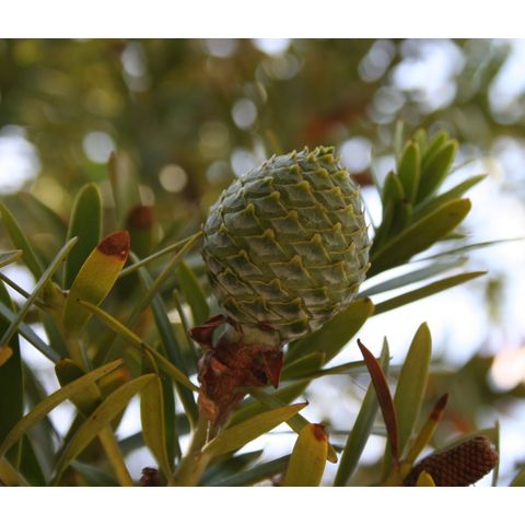 Agathis australis
