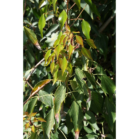 Hedera nepalensis
