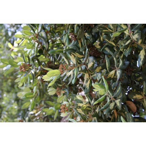 Metrosideros excelsa
