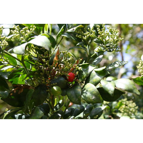Murraya paniculata
