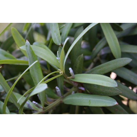 Podocarpus latifolius

