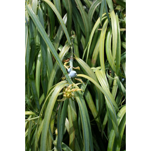 Podocarpus henkelii
