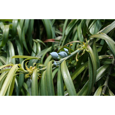 Podocarpus henkelii
