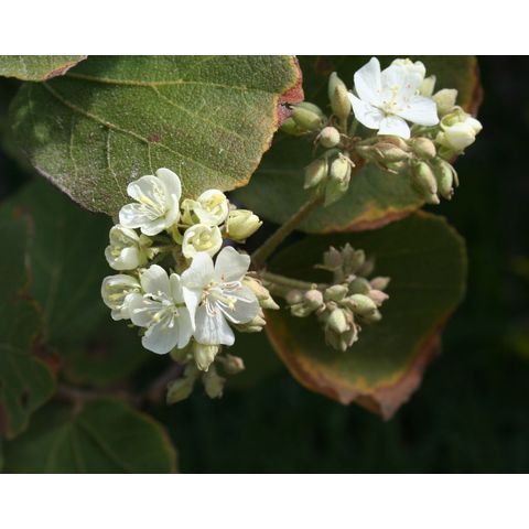 Dombeya spectabilis
