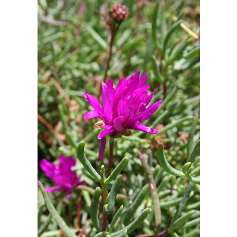 Lampranthus productus
