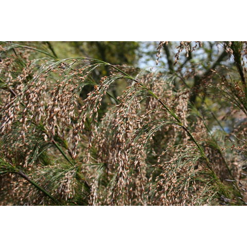 Elegia capensis
