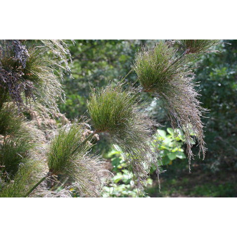 Elegia capensis
