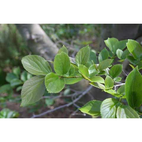Celtis africana
