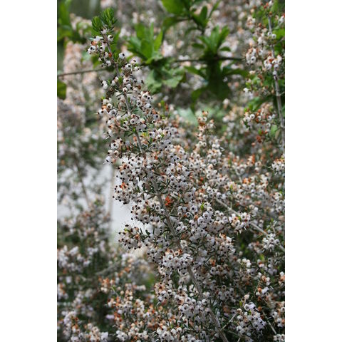 Erica canaliculata 'Rosea'
