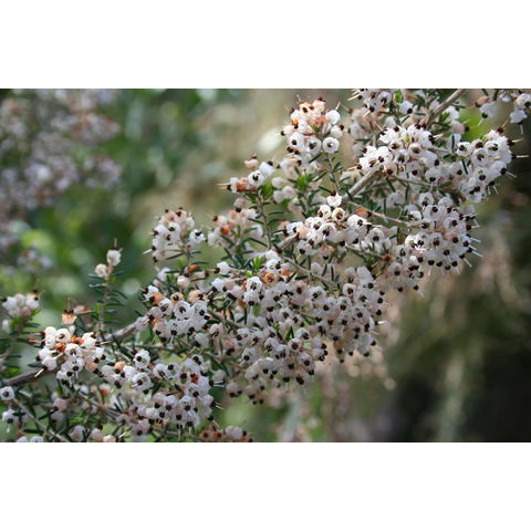 Erica canaliculata 'Rosea'
