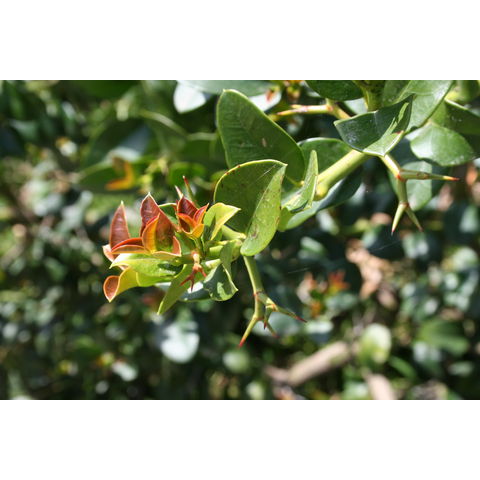 Carissa macrocarpa 'Tuttle'
