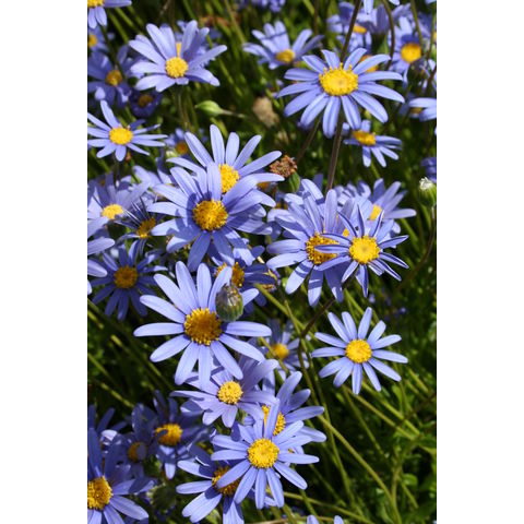 Felicia amelloides

