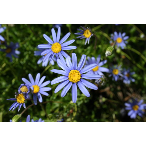 Felicia amelloides
