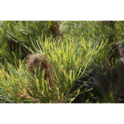Banksia spinulosa var. cunninghamii
