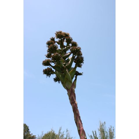 Agave shawii
