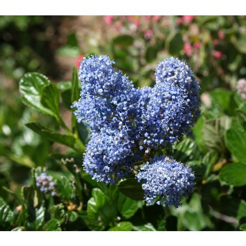 Ceanothus 'Yankee Point'
