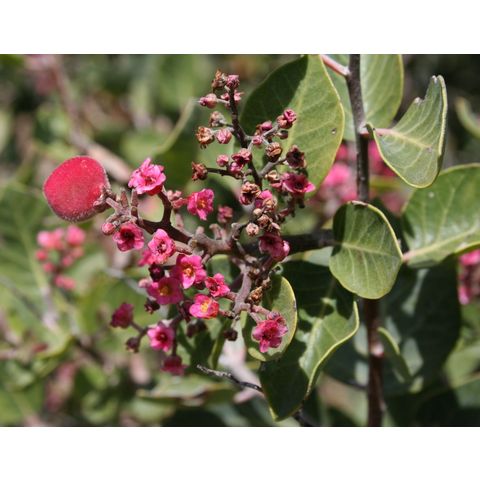 Rhus lentii
