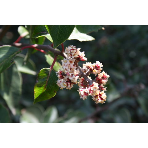 Rhus ovata
