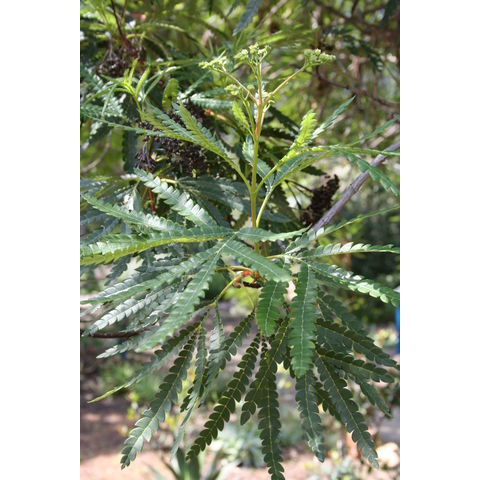 Lyonothamnus floribundus ssp. asplenifolius
