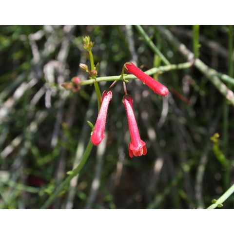 Galvezia speciosa
