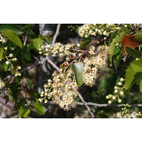 Prunus ilicifolia
