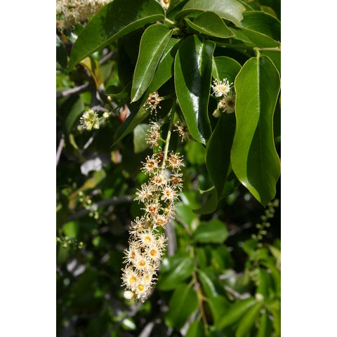 Prunus ilicifolia
