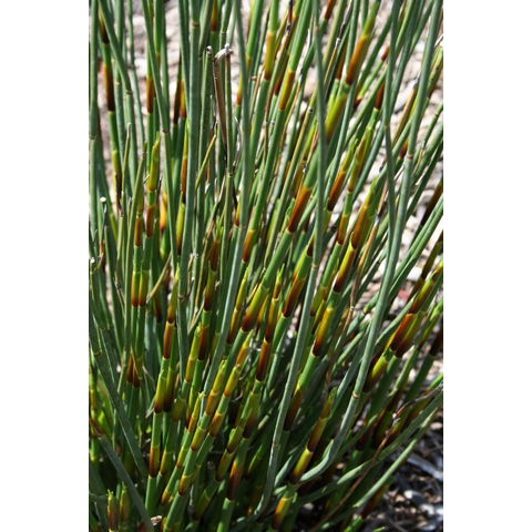 Chondropetalum tectorum
