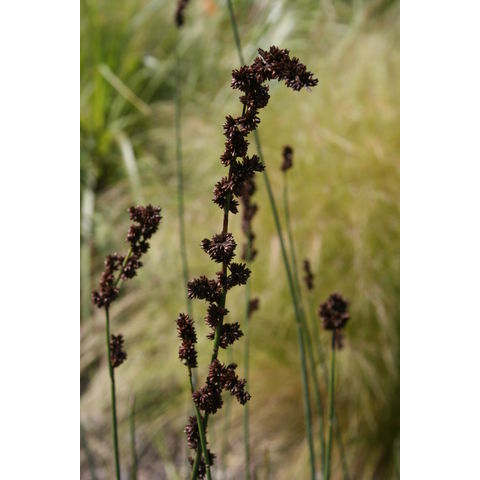 Chondropetalum tectorum
