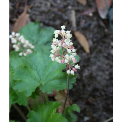 Heuchera maxima
