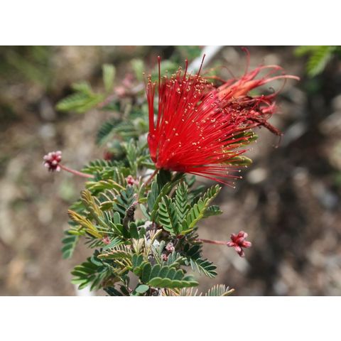 Calliandra californica
