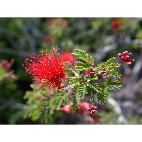 Calliandra californica
