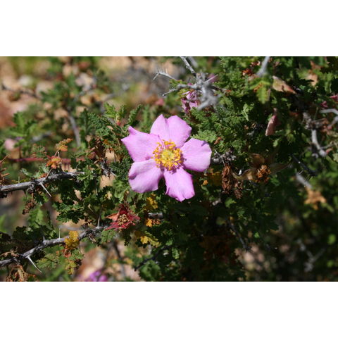 Rosa minutifolia
