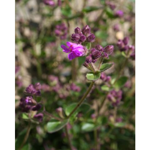 Mirabilis californica
