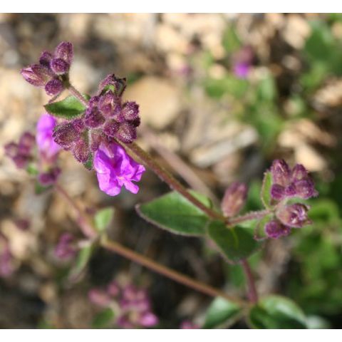 Mirabilis californica
