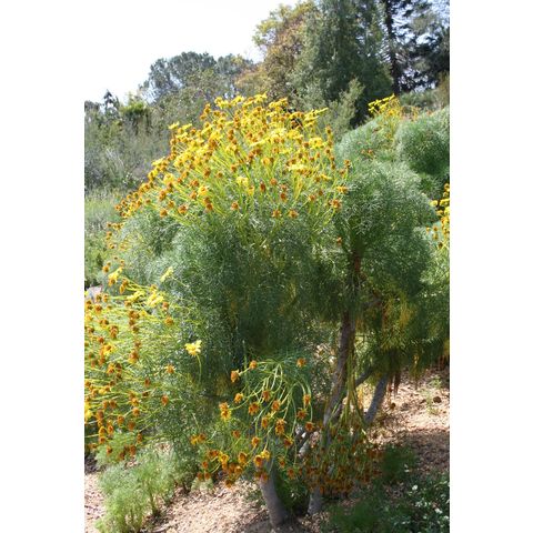 Coreopsis gigantea
