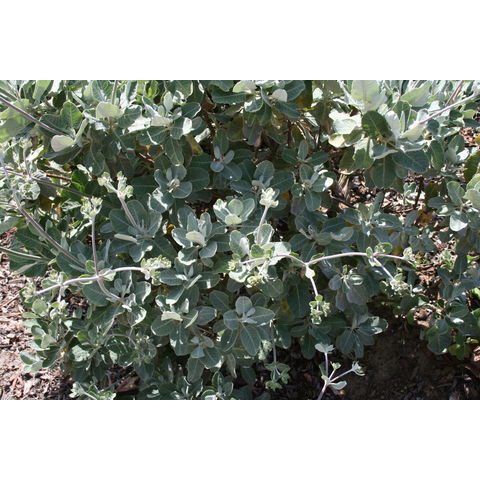 Eriogonum sp.
